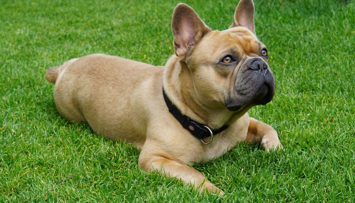 e-dog fence