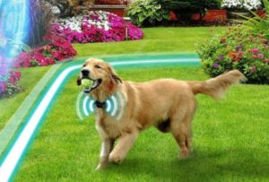 wireless dog fence